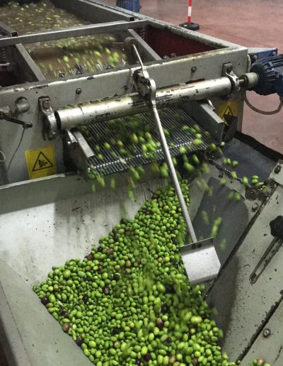 Lavorazione Olive per produzione Olio