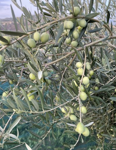 Uliveto Olio AlmaSole in Sicilia