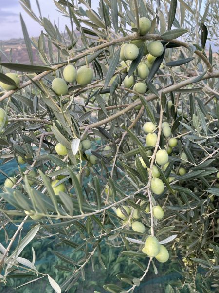 Uliveto Olio AlmaSole in Sicilia