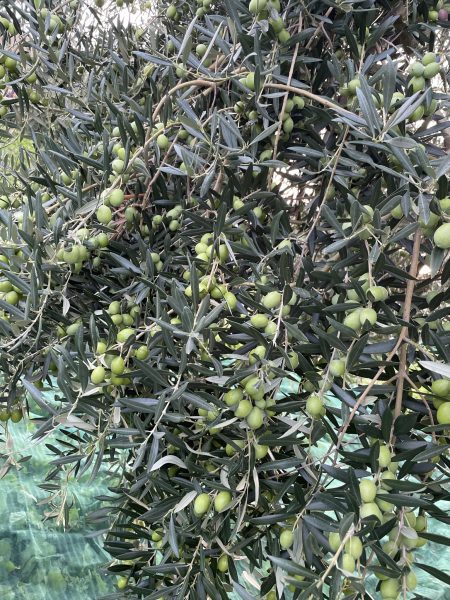 Uliveto Olio AlmaSole in Sicilia