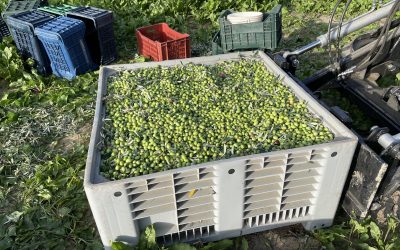 La tecnologia al servizio della qualità: come viene prodotto l’olio extravergine di oliva