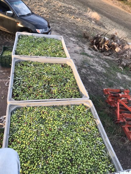 Raccolta Olive Olio AlmaSole in Sicilia