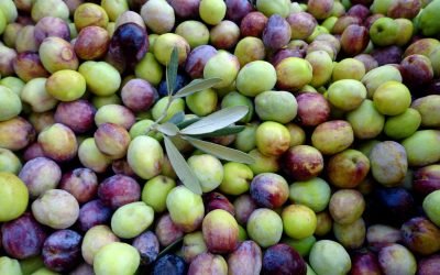 La produzione di olio extravergine di oliva: un viaggio dalla raccolta all’imbottigliamento