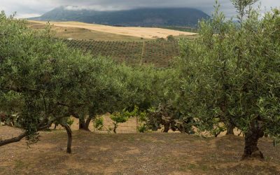 DOP Siciliane dell’Olio Extra Vergine d’Oliva: un viaggio nel gusto e nella tradizione