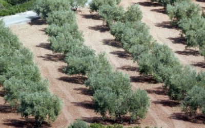 Mercato dell’olivicoltura nel mondo, una panoramica per orientarsi